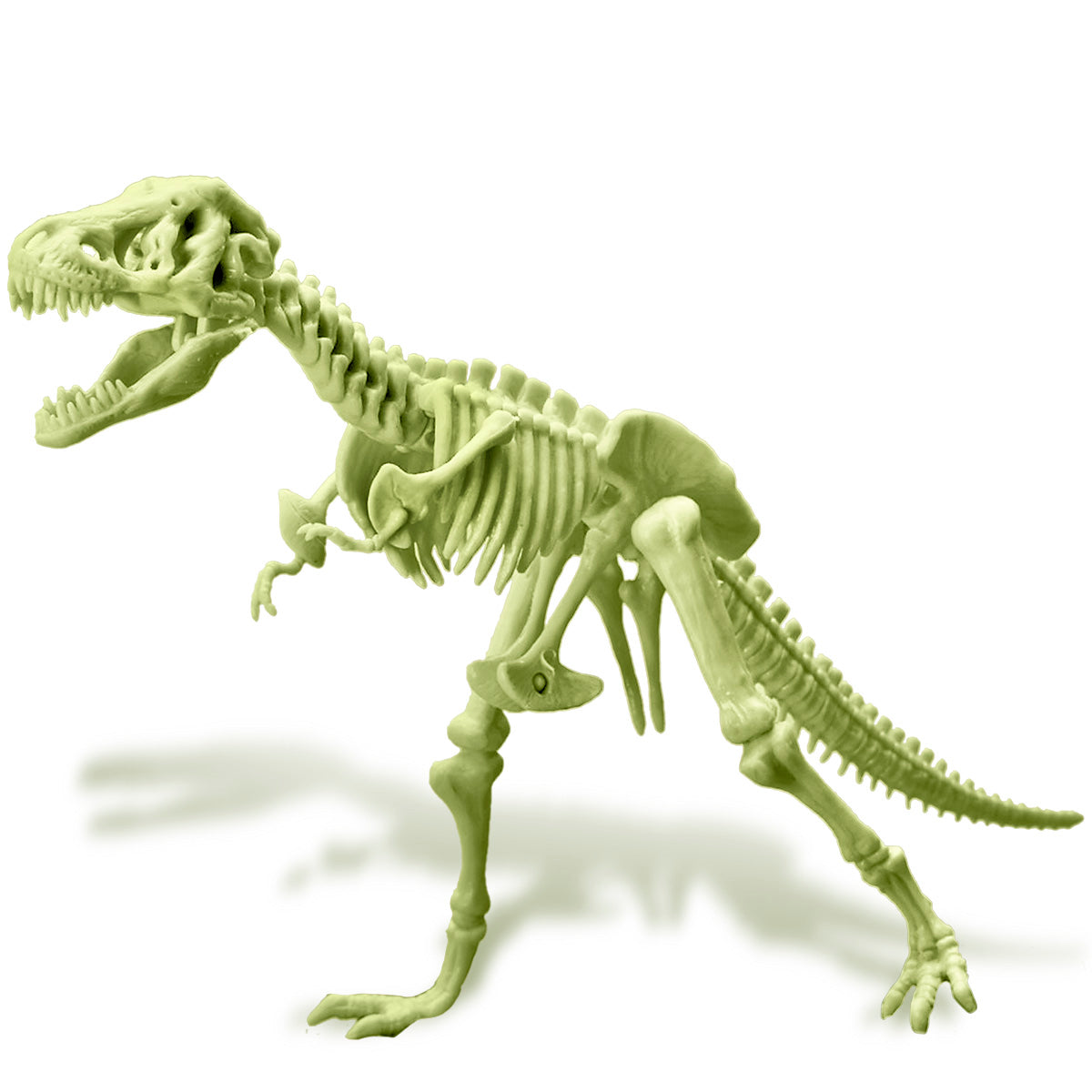Esqueleto Brilla en la Oscuridad - TREX