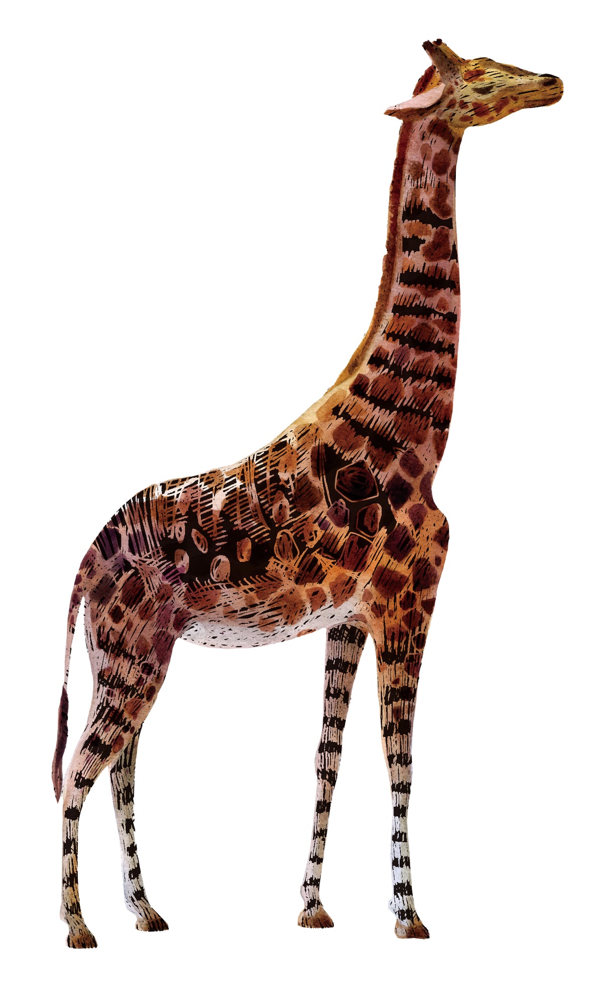 Srickers Scratch Safari