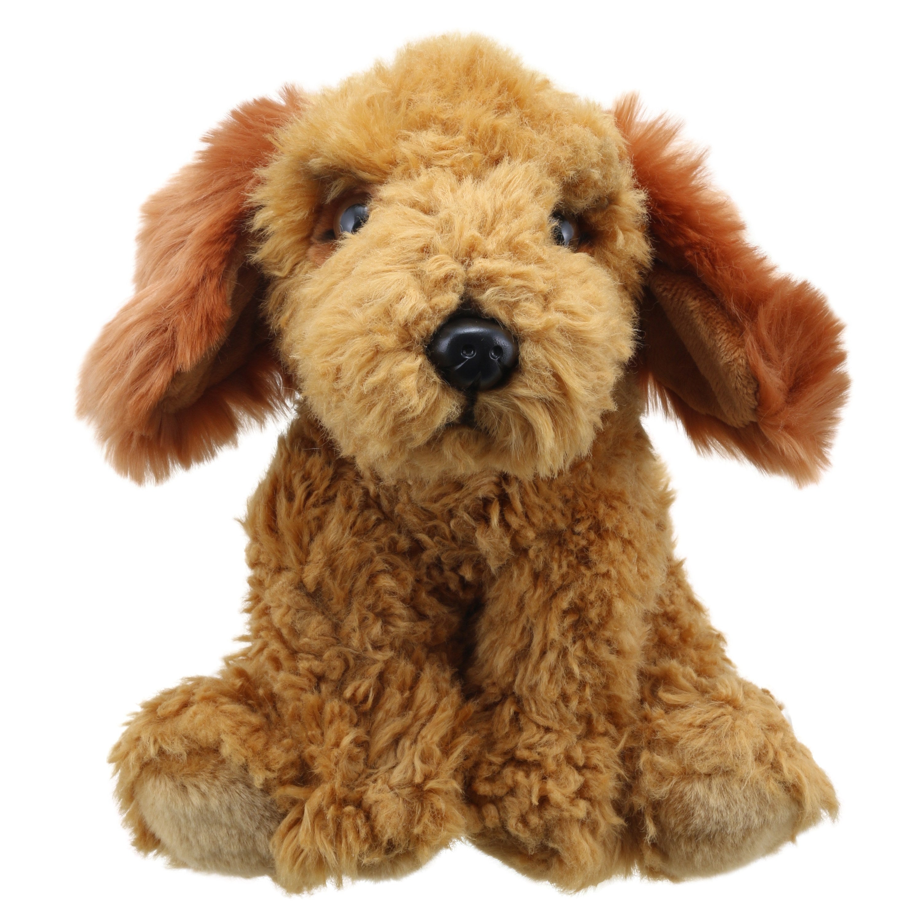 Cockapoo (Dorado)
