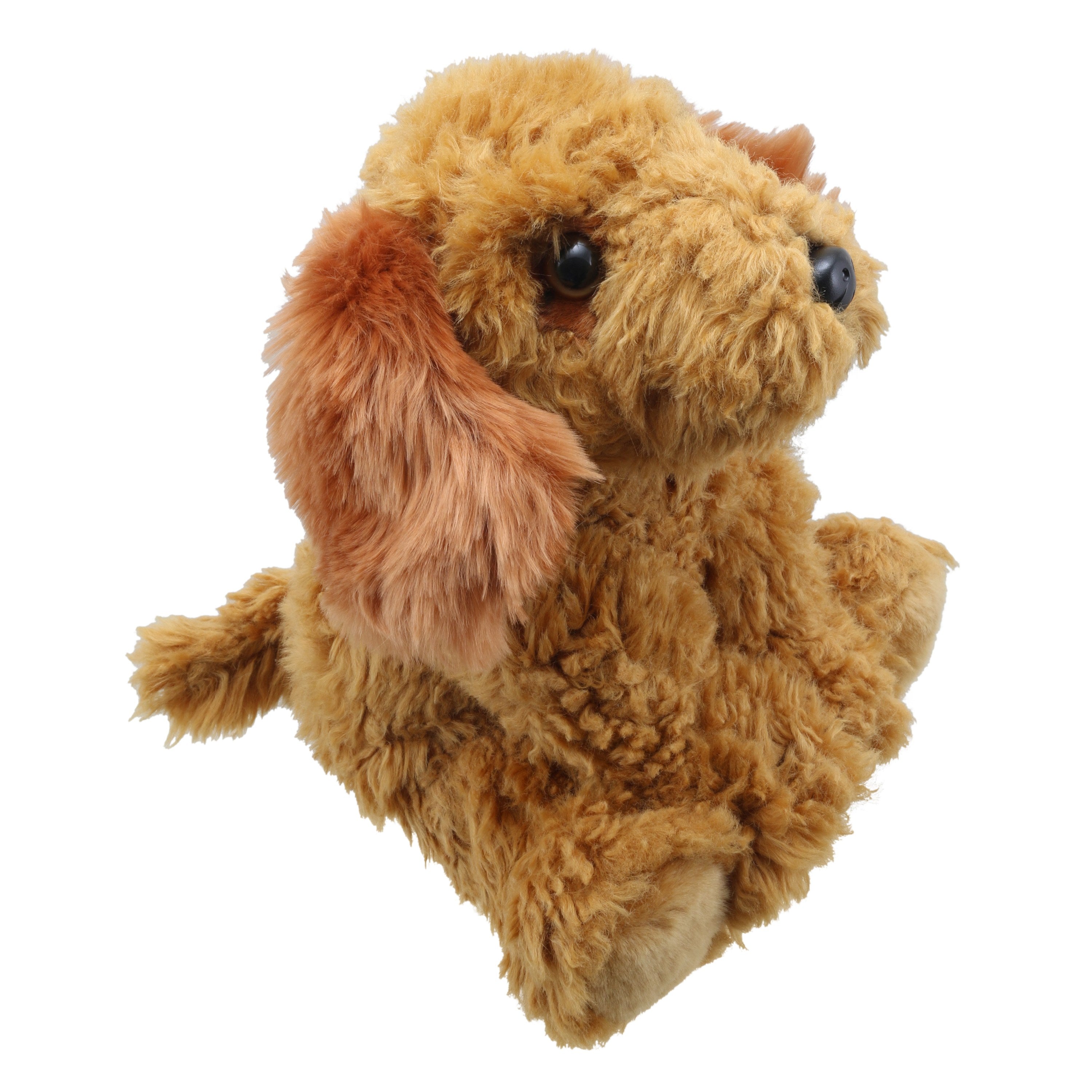 Cockapoo (Dorado)