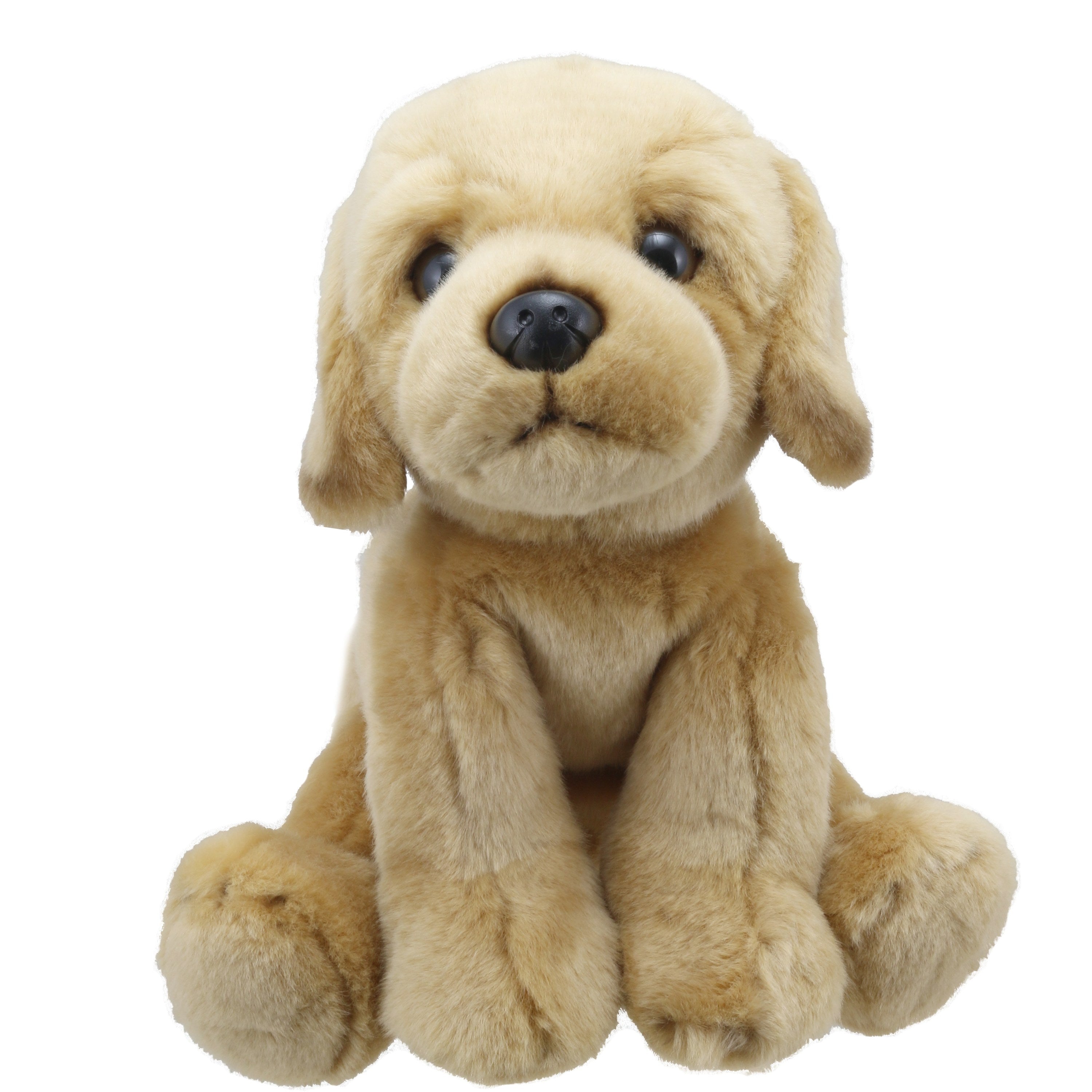 Labrador (Amarillo)