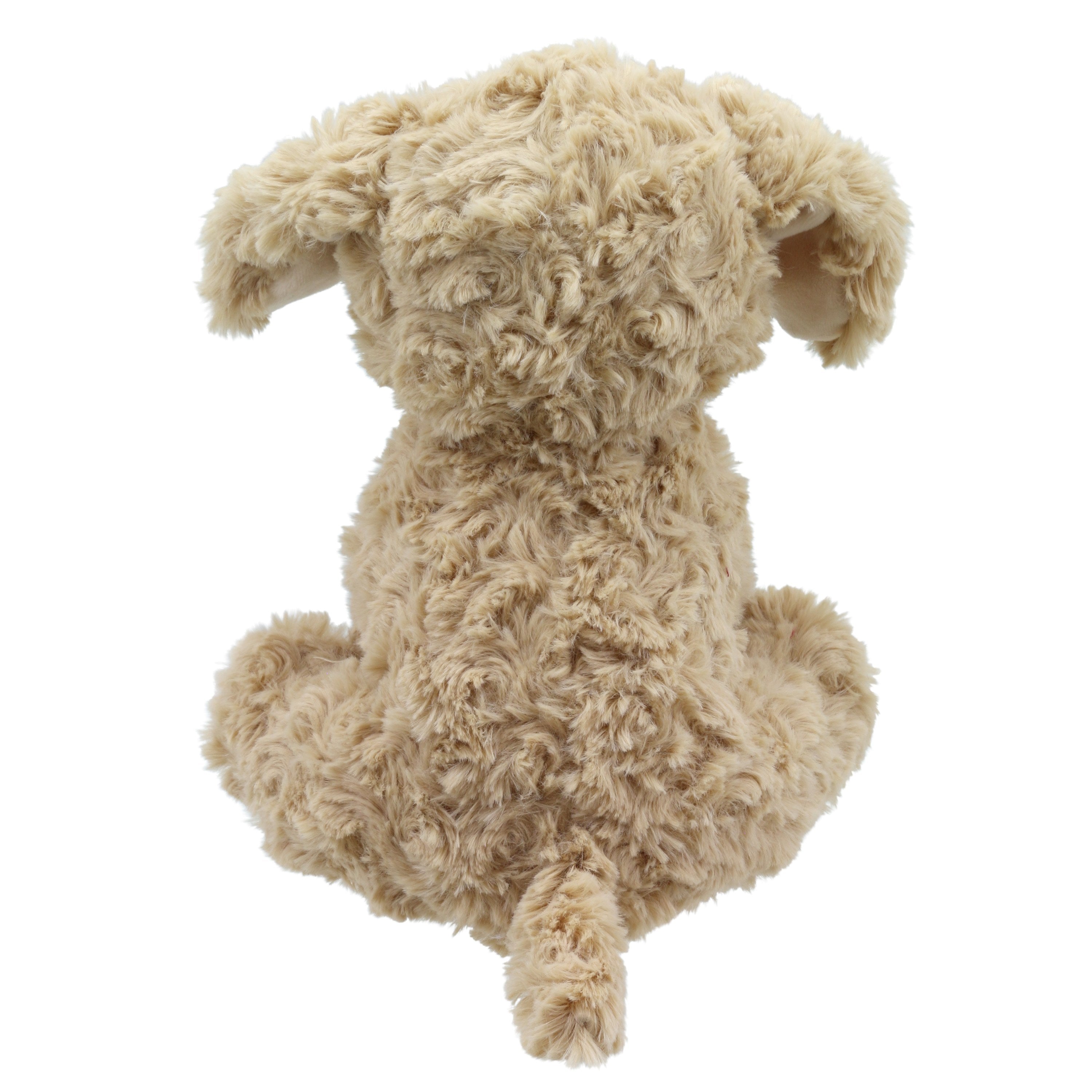 Chloe - Cockapoo