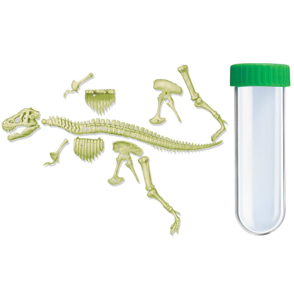 Esqueleto Brilla en la Oscuridad - TREX