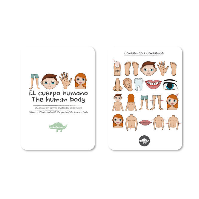Flash Cards El Cuerpo Humano