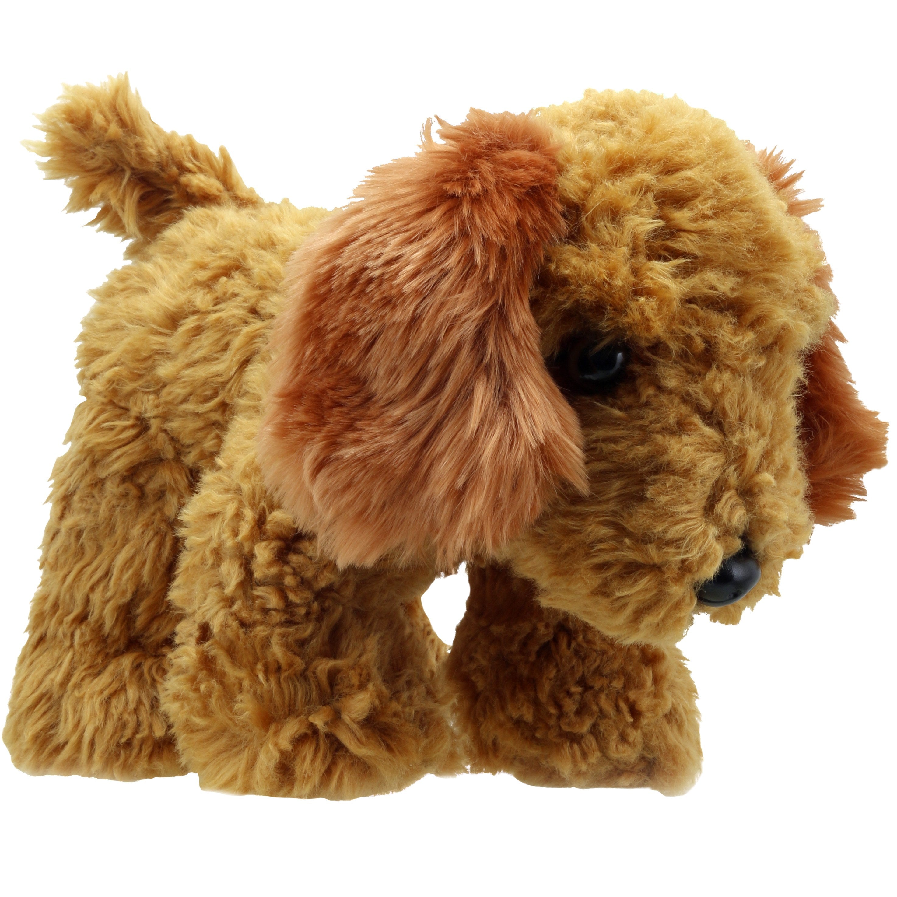 Cockapoo (Dorado)