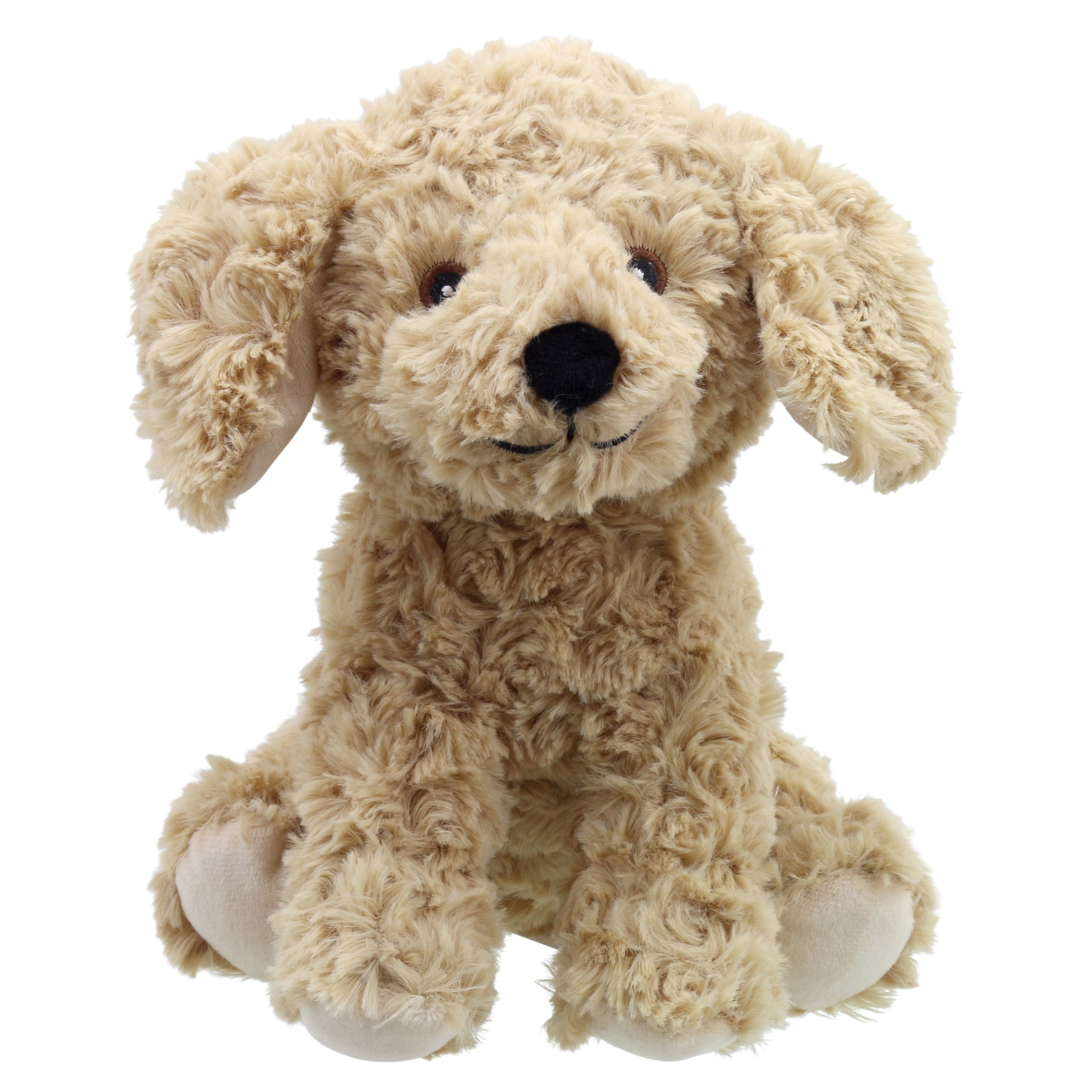 Chloe - Cockapoo